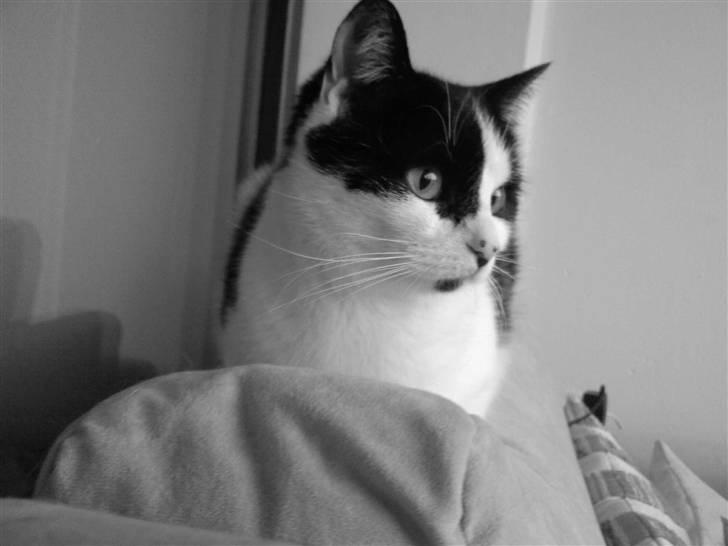 Huskat Mille billede 15