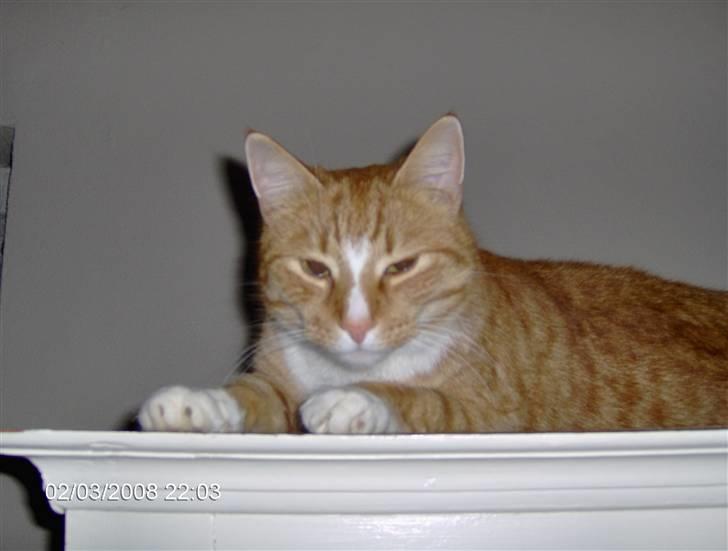 Blanding af racer Aslan (aflivet d.3/9 08) billede 7