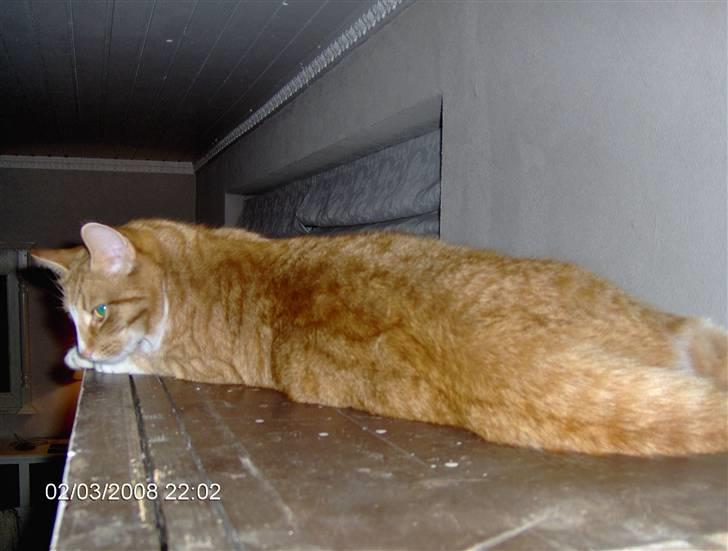 Blanding af racer Aslan (aflivet d.3/9 08) billede 8