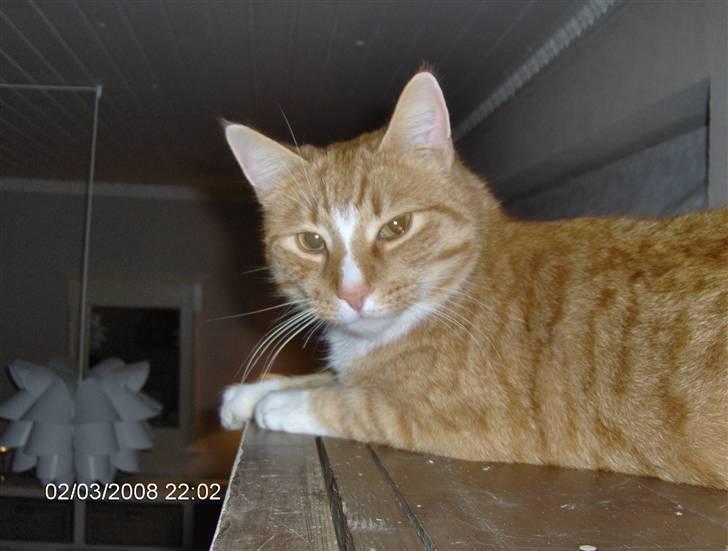 Blanding af racer Aslan (aflivet d.3/9 08) billede 9