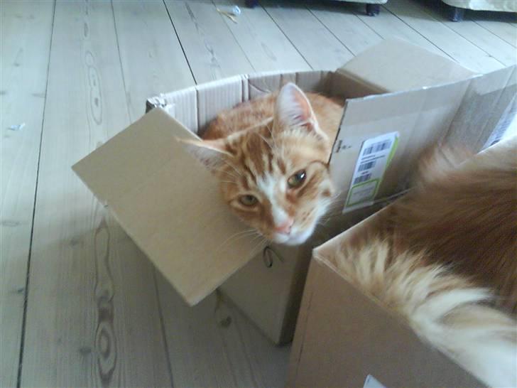 Blanding af racer Aslan (aflivet d.3/9 08) billede 10