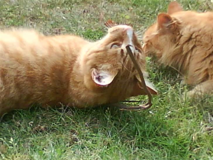 Blanding af racer Aslan (aflivet d.3/9 08) billede 11