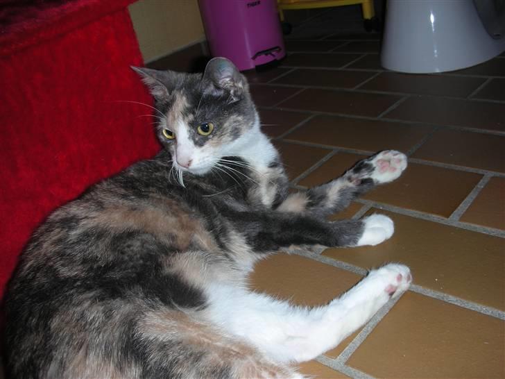 Huskat Olga billede 20