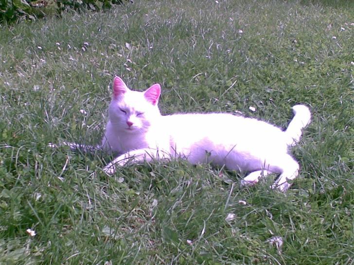 Huskat Tulle billede 1