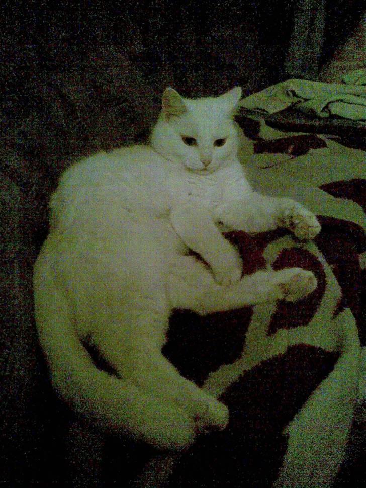 Huskat Tulle billede 2