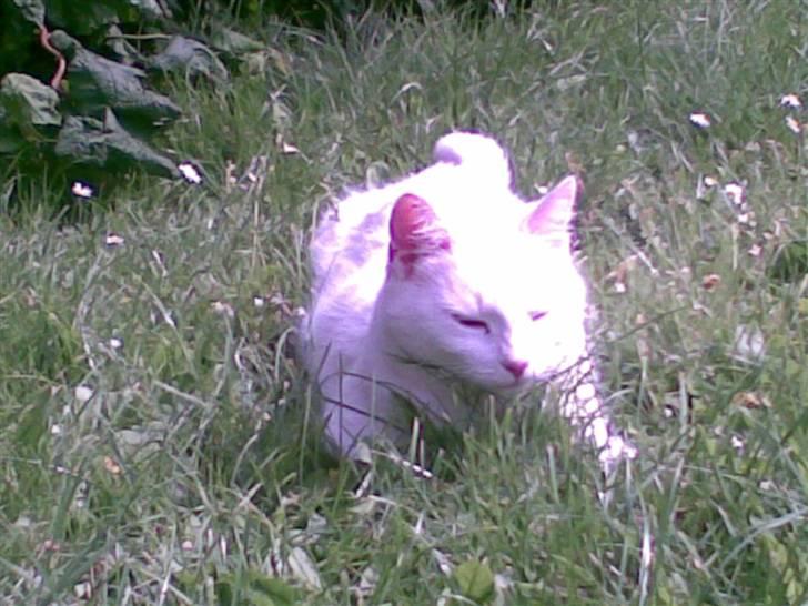 Huskat Tulle billede 3