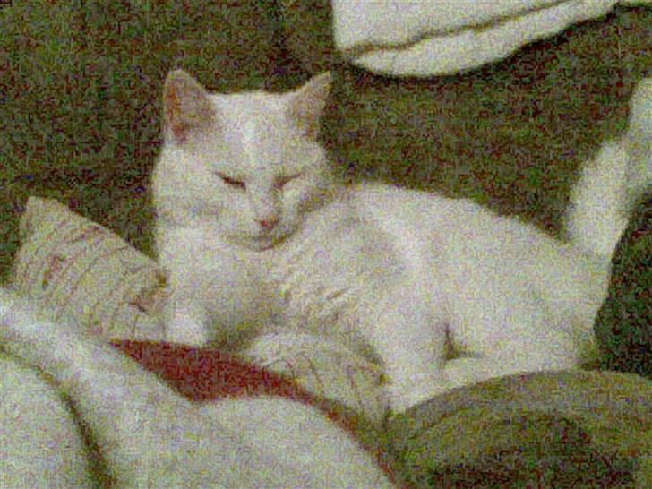 Huskat Tulle billede 4