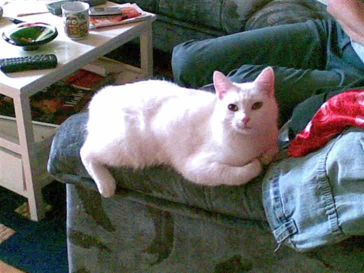 Huskat Tulle billede 5