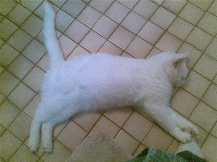 Huskat Tulle billede 6