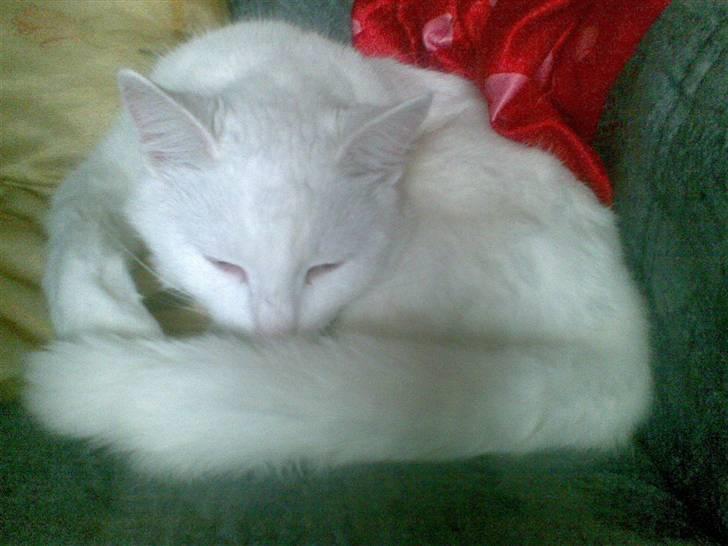 Huskat Tulle billede 7