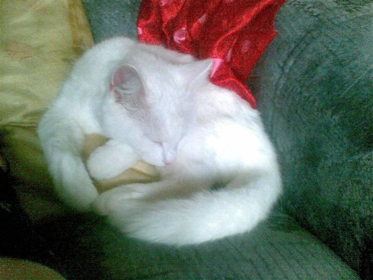 Huskat Tulle billede 8