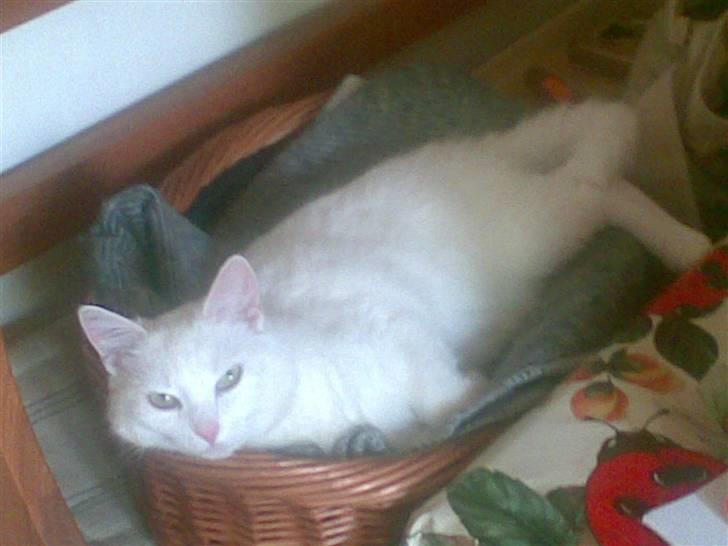 Huskat Tulle billede 9