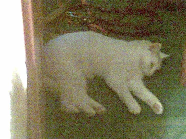 Huskat Tulle billede 10