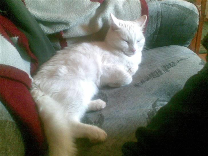 Huskat Tulle billede 11