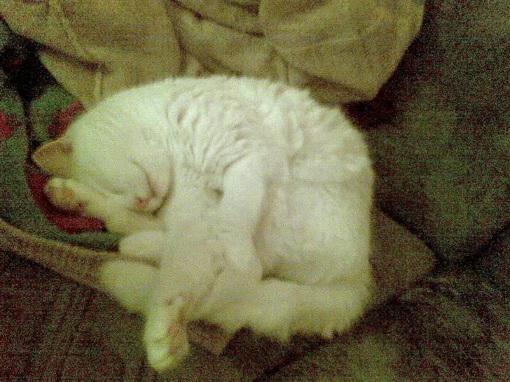 Huskat Tulle billede 12