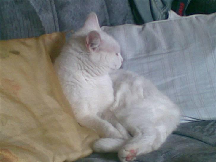 Huskat Tulle billede 13