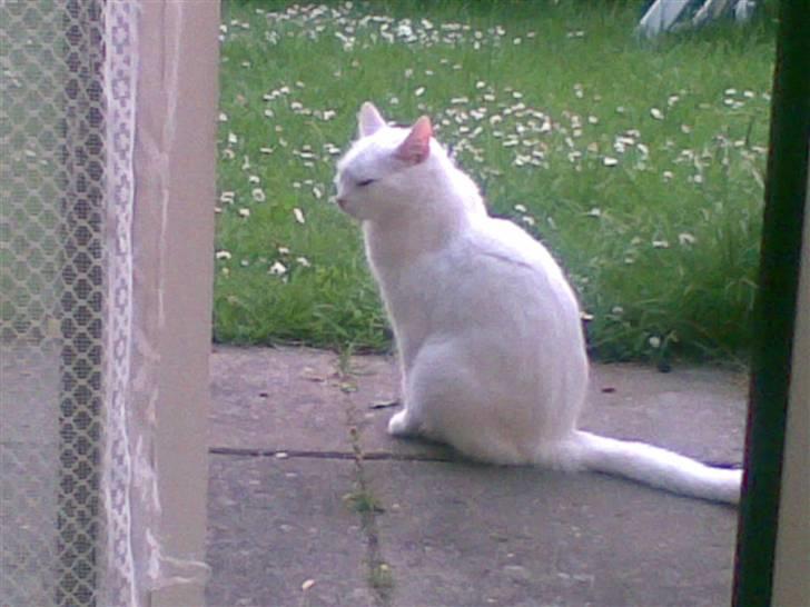 Huskat Tulle billede 14