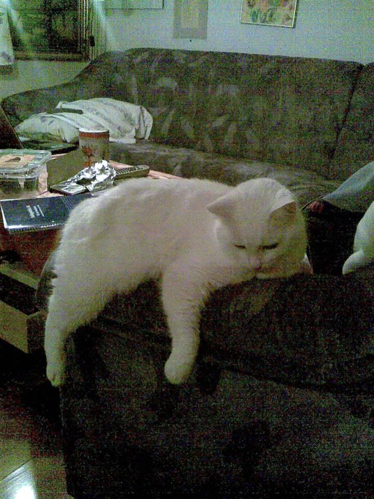 Huskat Tulle billede 15