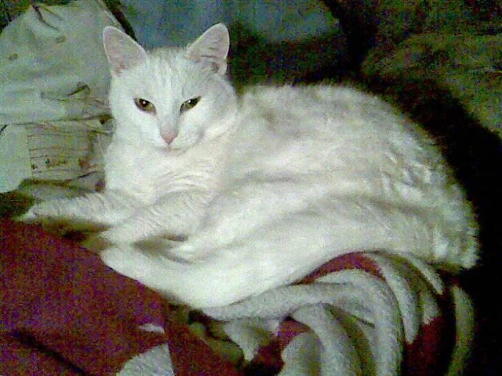 Huskat Tulle billede 16