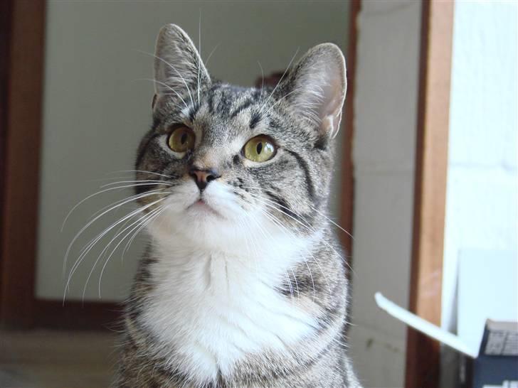 Huskat Luske billede 10