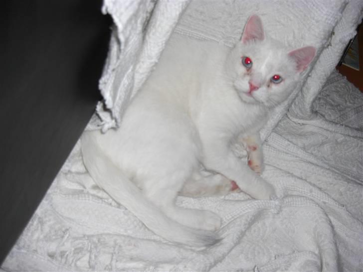 Huskat Manse Aka. Sælen ;) billede 1