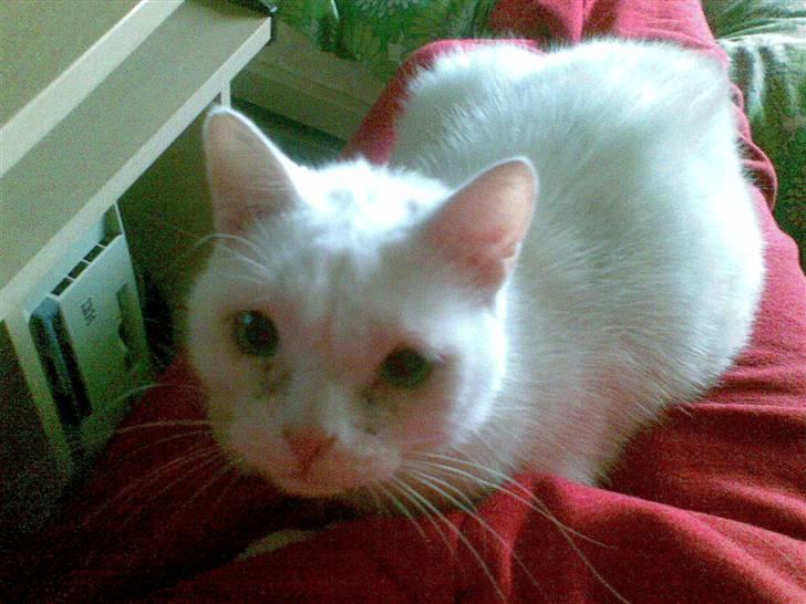 Huskat Manse Aka. Sælen ;) billede 2