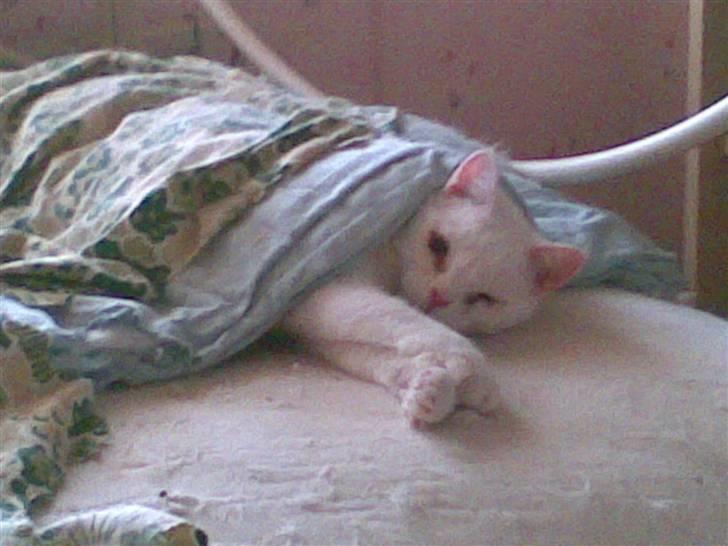 Huskat Manse Aka. Sælen ;) billede 3