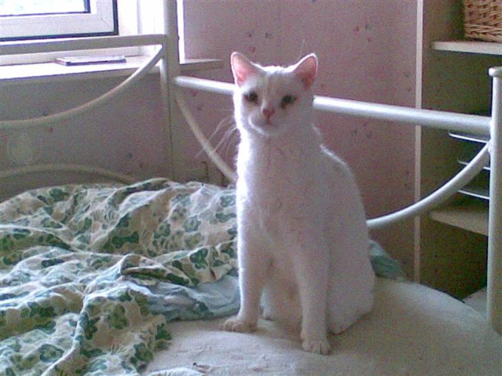 Huskat Manse Aka. Sælen ;) billede 4