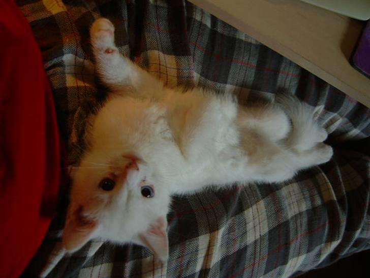 Huskat Manse Aka. Sælen ;) billede 5