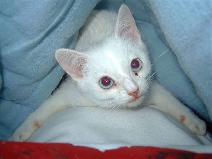 Huskat Manse Aka. Sælen ;) billede 6