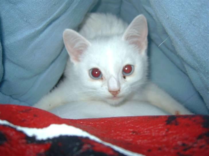 Huskat Manse Aka. Sælen ;) billede 7