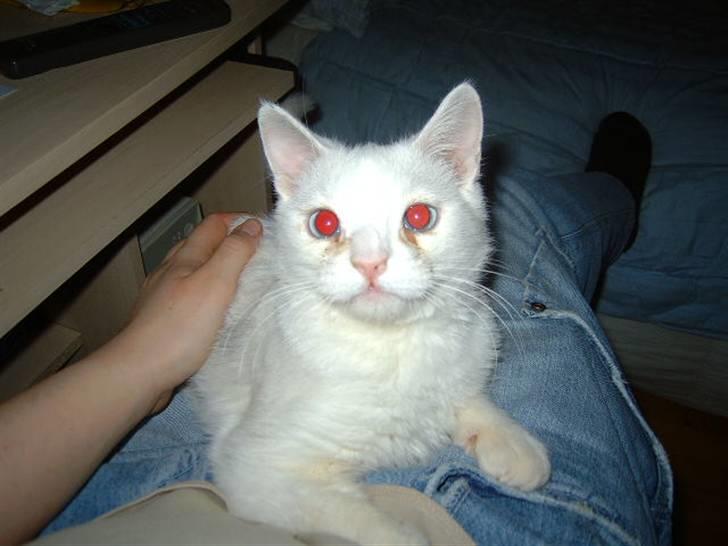 Huskat Manse Aka. Sælen ;) billede 8