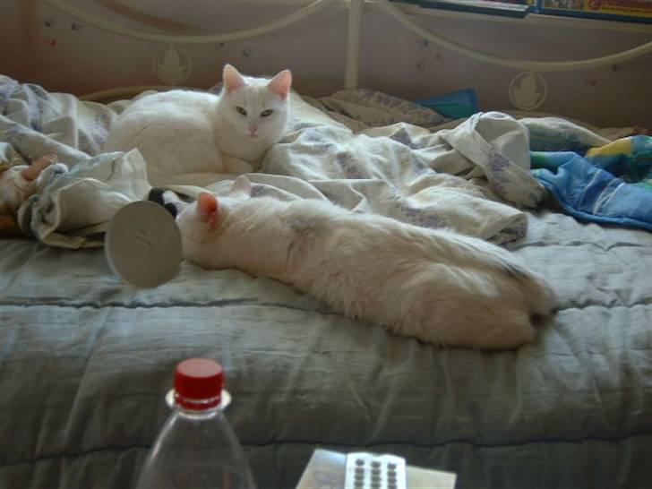 Huskat Manse Aka. Sælen ;) billede 9