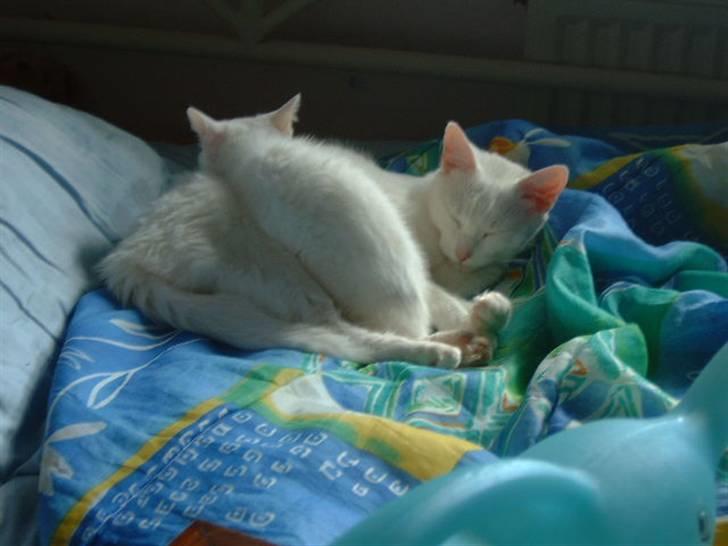 Huskat Manse Aka. Sælen ;) billede 10