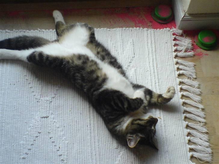 Blanding af racer Simba - Miin mis.  billede 6