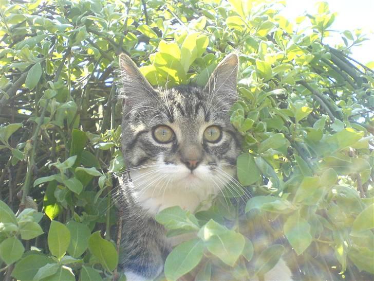 Blanding af racer Simba - klatretur.. :) billede 8