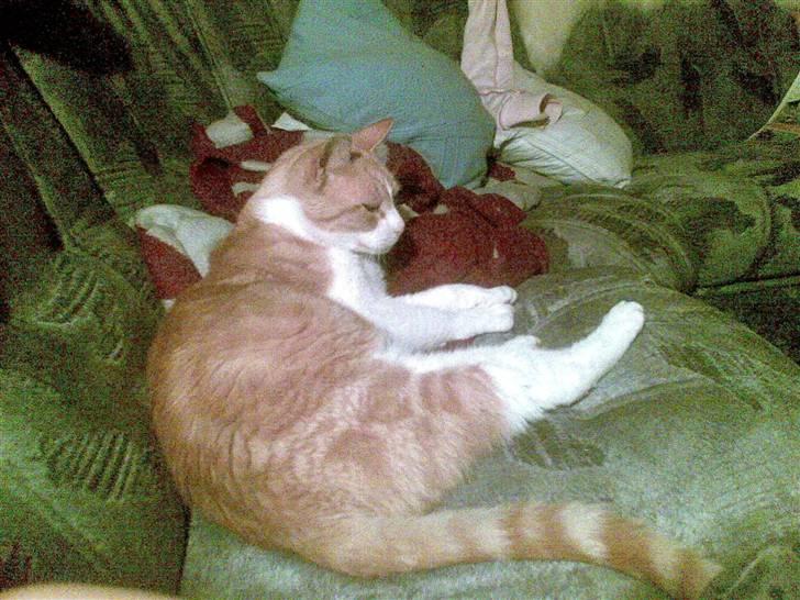 Huskat Røde/Missen R.I.P16/10-09 billede 1