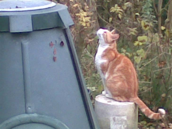 Huskat Røde/Missen R.I.P16/10-09 billede 2