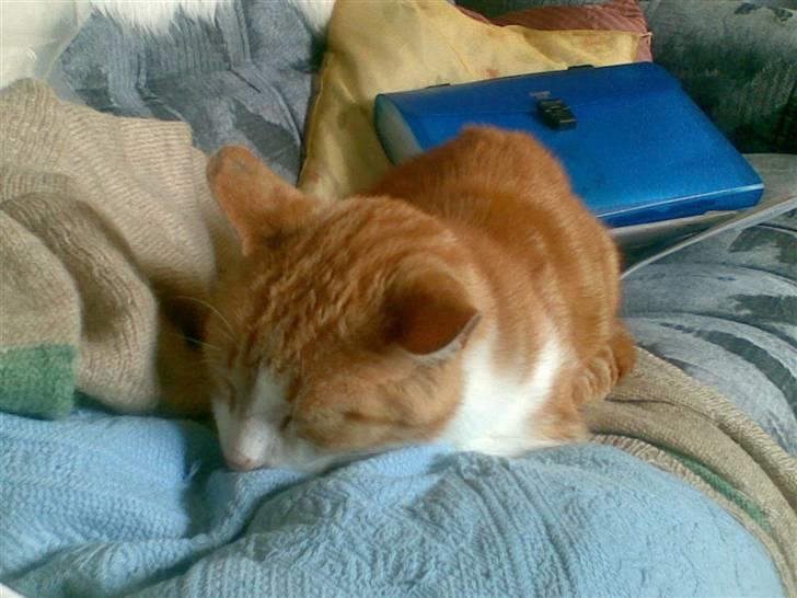 Huskat Røde/Missen R.I.P16/10-09 billede 3