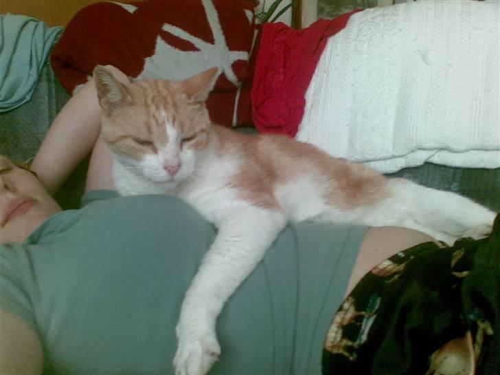 Huskat Røde/Missen R.I.P16/10-09 billede 4