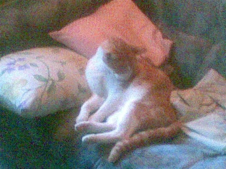 Huskat Røde/Missen R.I.P16/10-09 billede 5