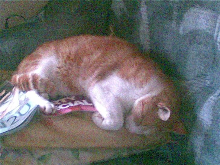 Huskat Røde/Missen R.I.P16/10-09 billede 6