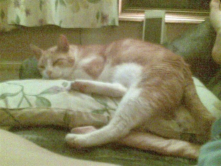 Huskat Røde/Missen R.I.P16/10-09 billede 7