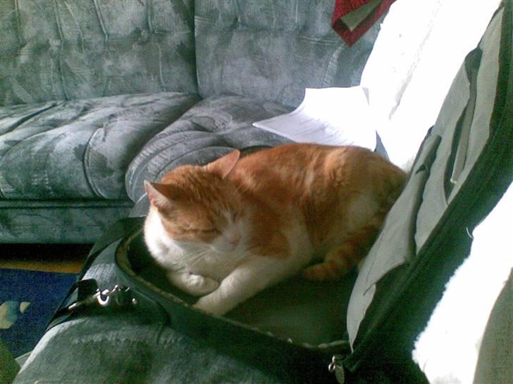 Huskat Røde/Missen R.I.P16/10-09 billede 8