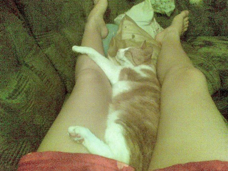 Huskat Røde/Missen R.I.P16/10-09 billede 9