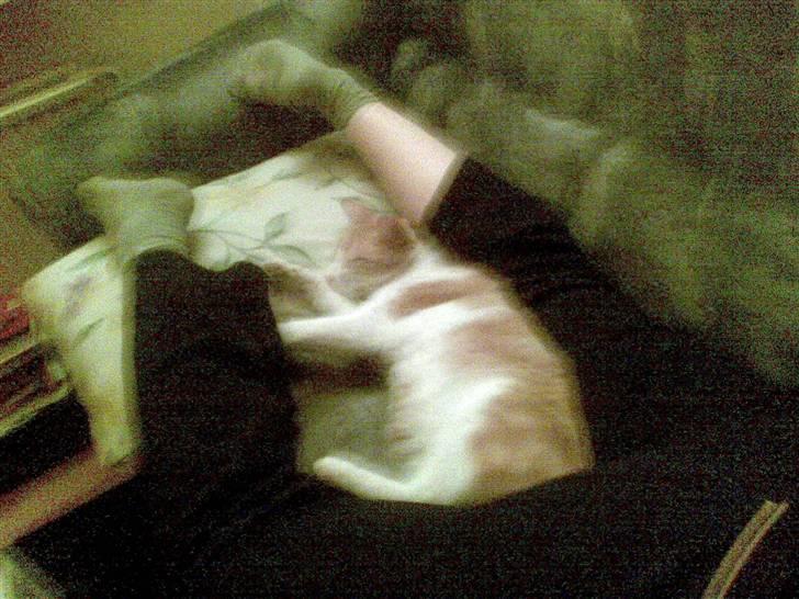 Huskat Røde/Missen R.I.P16/10-09 billede 10