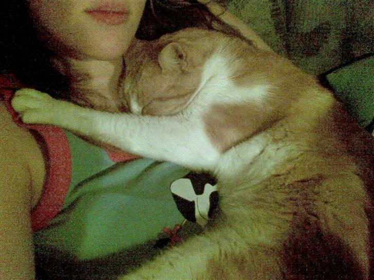 Huskat Røde/Missen R.I.P16/10-09 billede 11