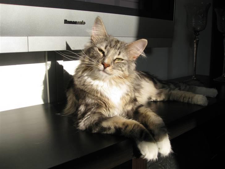 Norsk Skovkat Bastian R.I.P billede 16