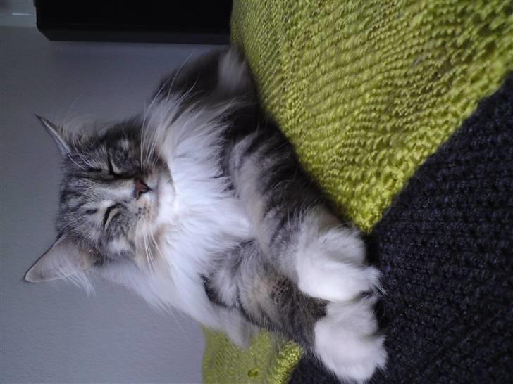 Norsk Skovkat Bastian R.I.P billede 17