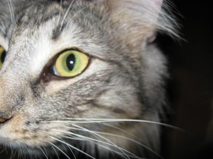 Norsk Skovkat Bastian R.I.P billede 18